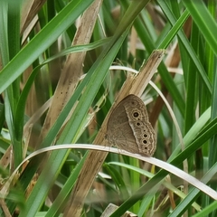 Mycalesis perseoides