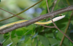 Leptophis diplotropis