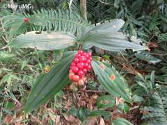 Maianthemum scilloideum