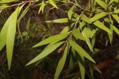Melaleuca salicina