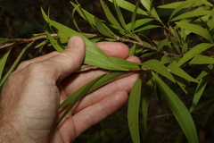 Melaleuca salicina
