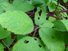 Rubus erythrops