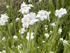 Cryptantha