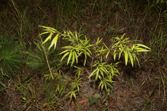 Melaleuca salicina