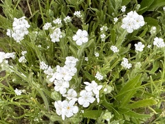 Cryptantha