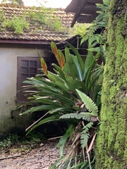 Vriesea