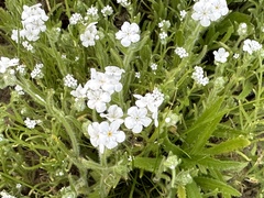 Cryptantha