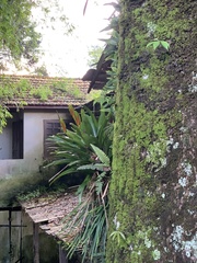 Vriesea