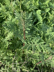 Phacelia distans