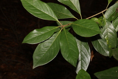 Pittosporum ferrugineum