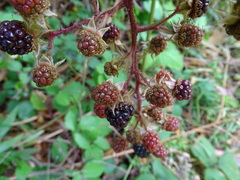 Rubus erythrops