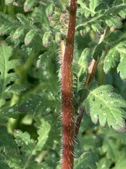 Phacelia distans