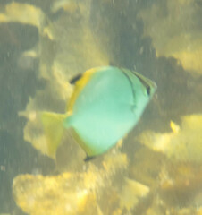 Monodactylus argenteus