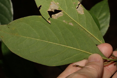 Pittosporum ferrugineum
