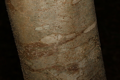 Pittosporum ferrugineum
