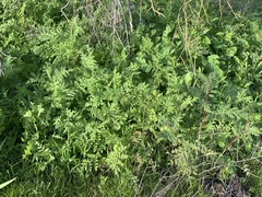 Phacelia distans