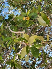 Quercus brandegeei