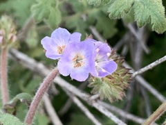 Phacelia distans