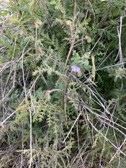 Phacelia distans