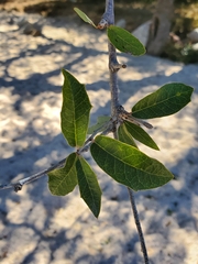 Quercus brandegeei