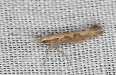 Plutella xylostella-australiana