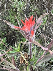 Castilleja affinis
