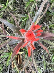 Castilleja affinis