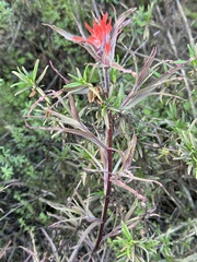 Castilleja affinis