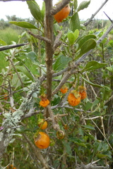 Solanum guineense