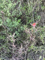 Castilleja affinis