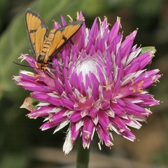 Gomphrena splendida