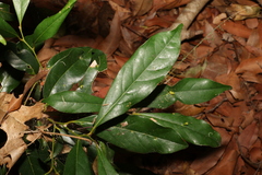 Cryptocarya macdonaldii