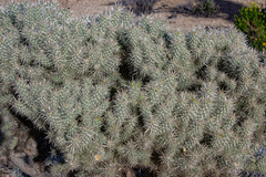 Cylindropuntia echinocarpa