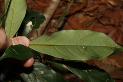 Cryptocarya macdonaldii