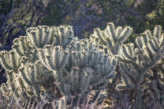 Cylindropuntia echinocarpa