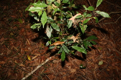 Cryptocarya macdonaldii