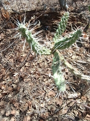 Opuntia pubescens