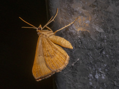 Anachloris subochraria