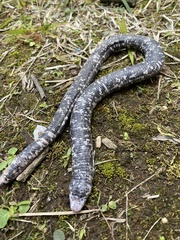 Amphisbaena fuliginosa