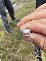 Amphisbaena fuliginosa