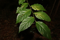 Glochidion sumatranum