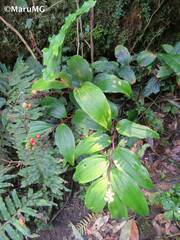 Maianthemum scilloideum