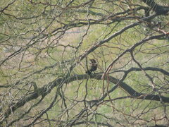 Molothrus rufoaxillaris