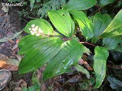 Maianthemum scilloideum