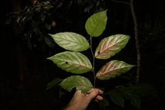 Glochidion sumatranum