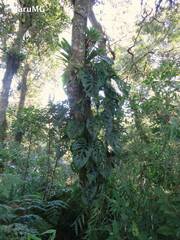 Monstera siltepecana