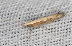 Plutella xylostella-australiana