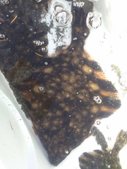 Platichthys stellatus