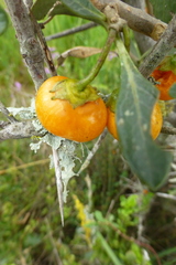Solanum guineense