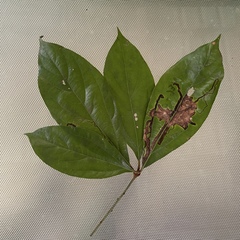 Neolitsea dealbata